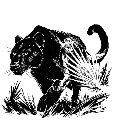 Elder Panther