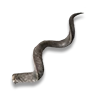 Horn