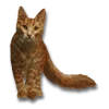 Kathrynn Vonn Kiliann the Cat