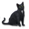 Loki
