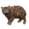 Mirri