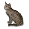 Pozzi