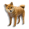 Kaz