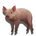 Form of the Helpless Beast