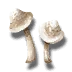 Snowcap
