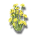 Golden Celery